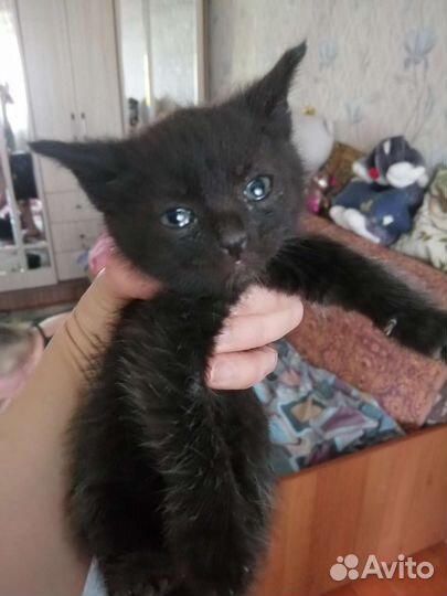 Котята 4 шт