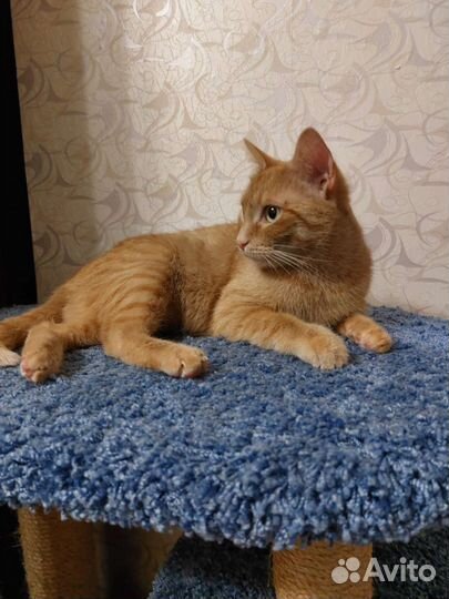 Преданное сердечко чудесной кошки