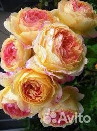 Роза Розоман Жанон