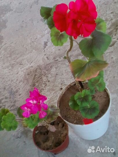Пеларгония герань большие и маленькие