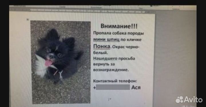Собака