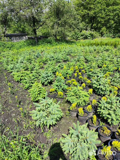 Голубые ели