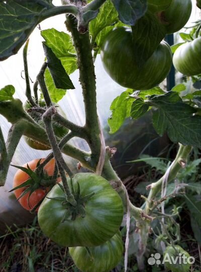 Семена томатов гномы