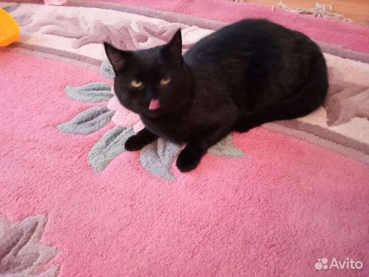 Кошка Багира