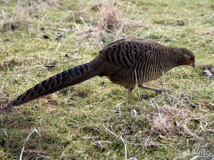 Любителям птиц