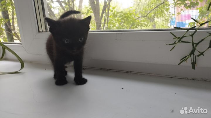 Котята(три мальчика) в добрые руки бесплатно