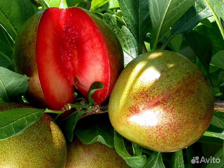 Слива Флавор Супреме /Flavor Supreme/ Саженцы