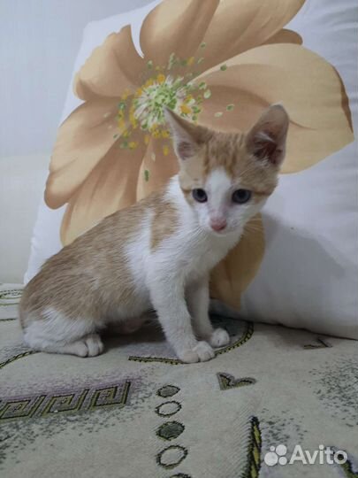 Бело рыжий котенок