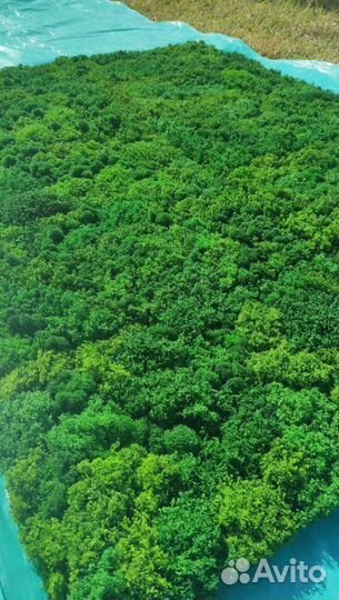 Мховые панели - долговечность и экологичность в од
