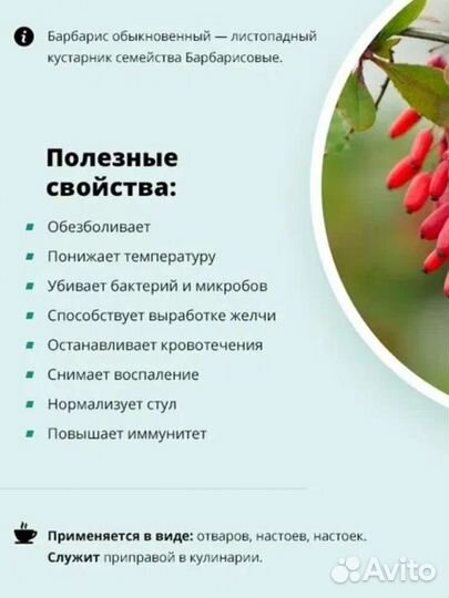 Барбарис ягоды