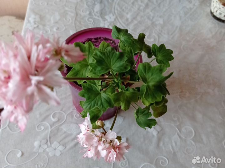 Комнатные растения