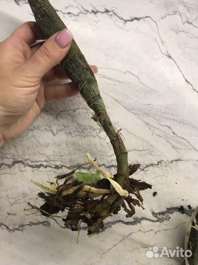 Орхидея Chysis bractescens