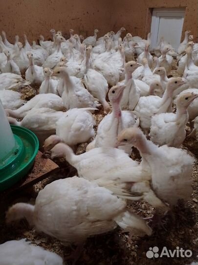 Индюшата месячные Хайбрид Конвертер