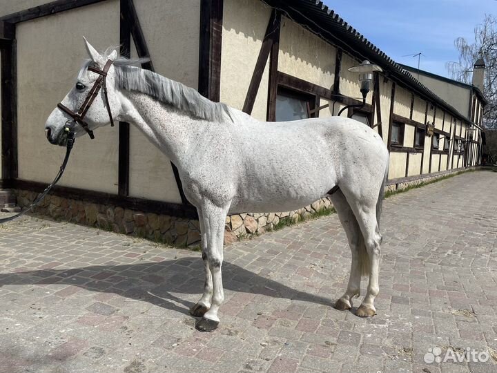 Продается лошадь