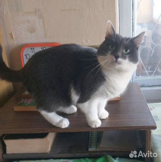 Интеллигентный котик в добрые руки