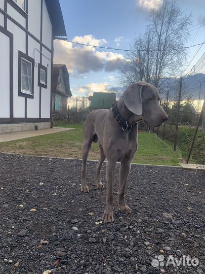 Случка собак