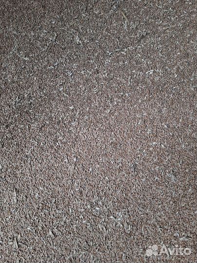 Зерно пшеница