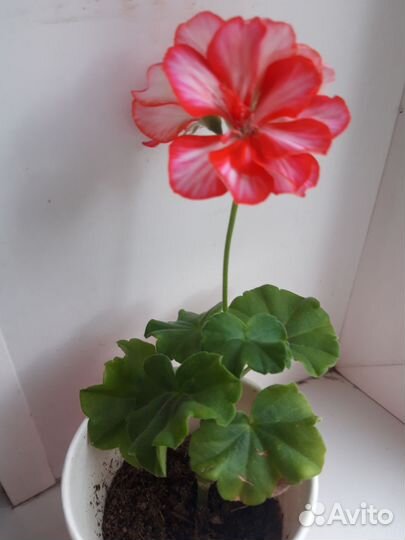 Пеларгония плющелистная