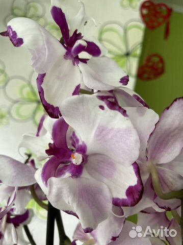 Орхидея фаленопсис биглип Молния (Долматин)