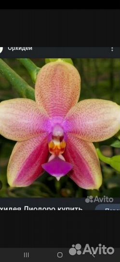 Орхидея Лиодоро