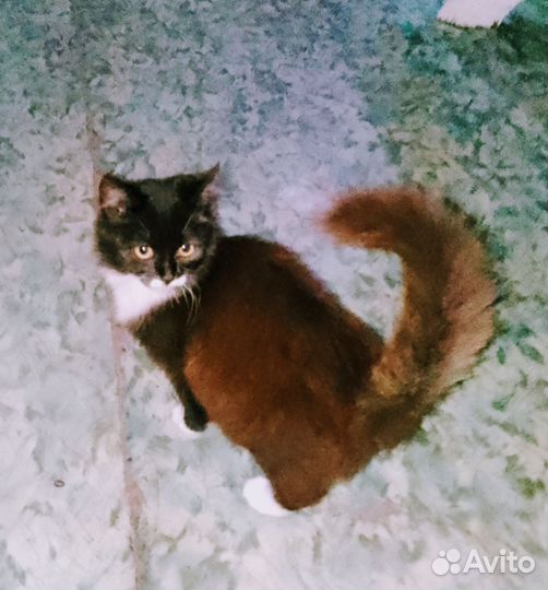 Кошечка 6 месяцев