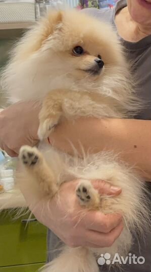 Щенок шпица