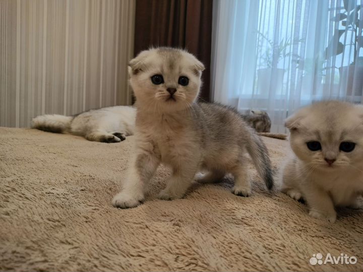 Котята-метисы