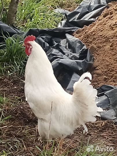 Молодые петухи