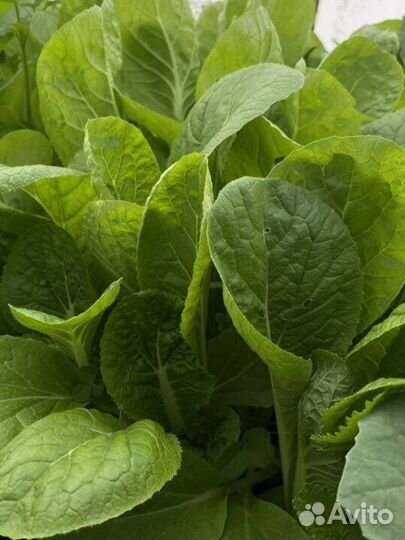 Рассада клубники