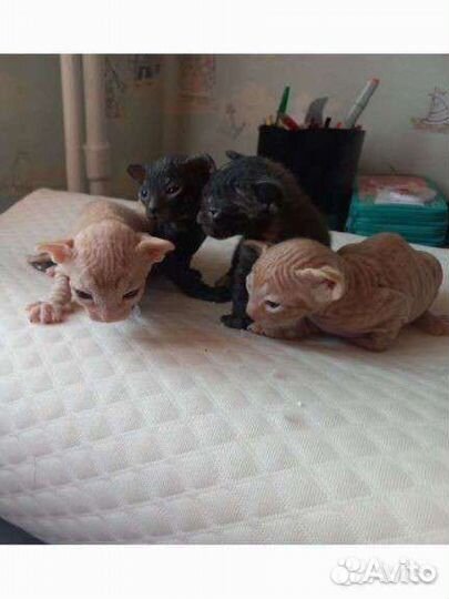 Канадский сфинкс котенок