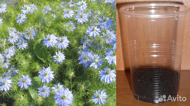 Семена цветов(сбор 2022)