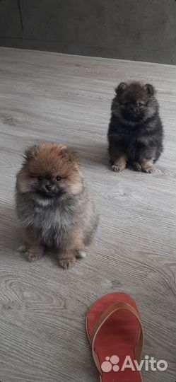 Померанский шпиц мини