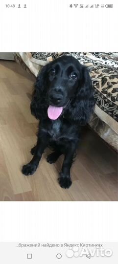 Русский спаниель