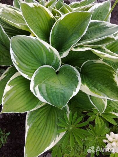 Хоста, медуница