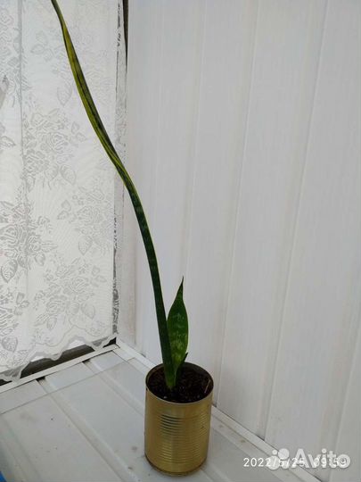 Комнатные растения