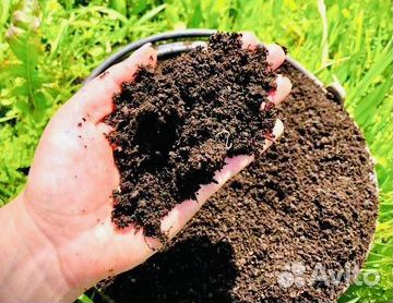 Перегной навоз коровий (90*7