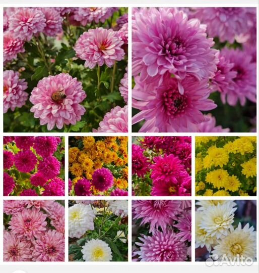Хризантемы мультифлора