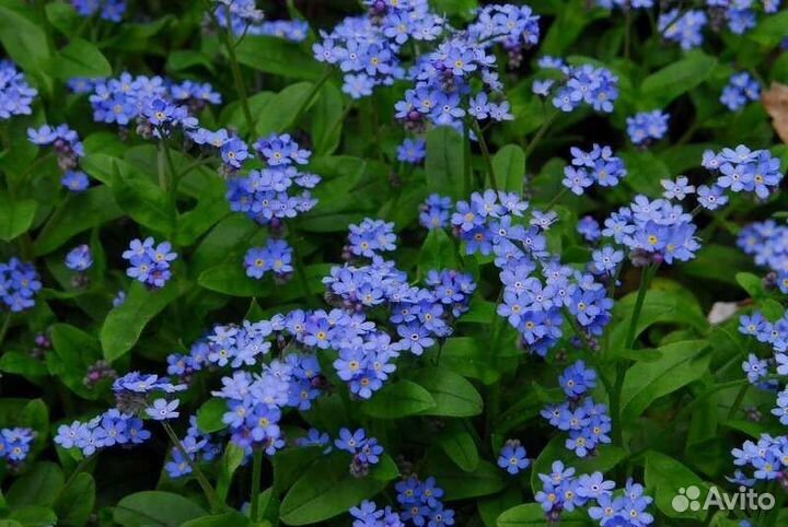 Саженцы садовых цветов