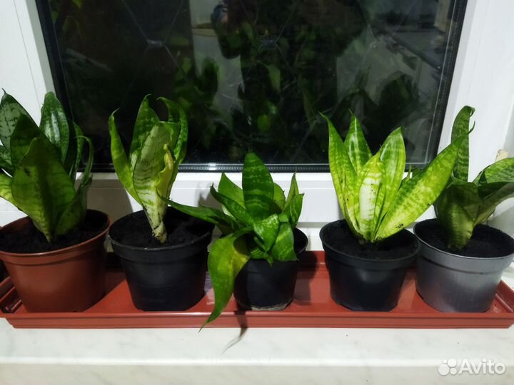 Сансевиерия ханни цветок в горшке