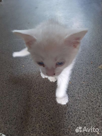 Котята