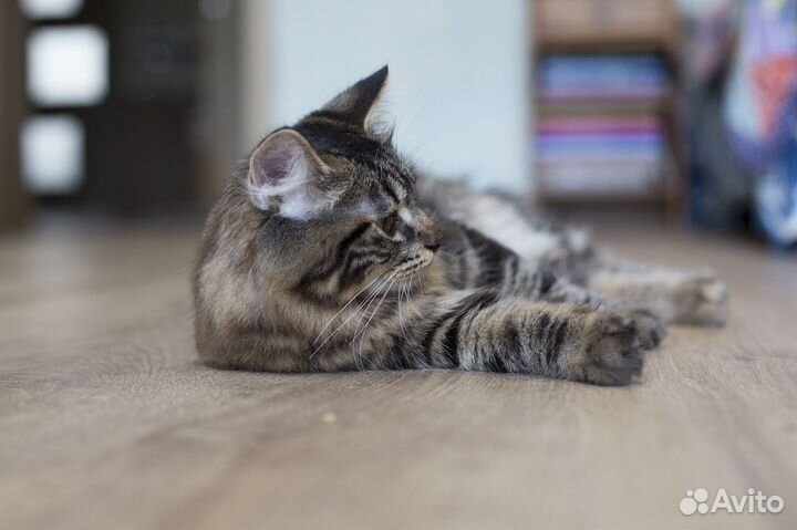 Курильский бобтейл котята