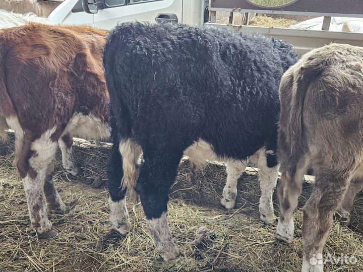 Бычки и быки