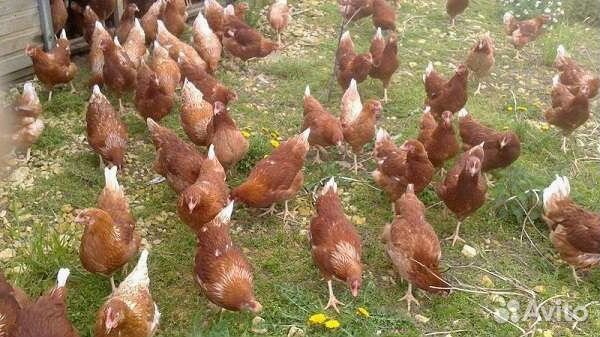 Несушки с доставкой