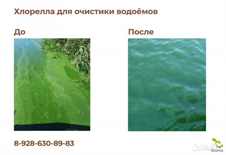 Хлорелла для очистки водоёмов, 5 литров