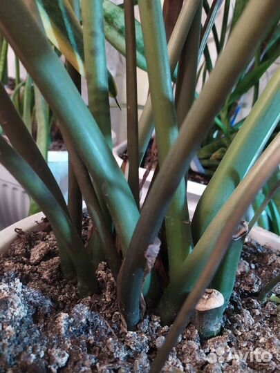 Замиокулькас