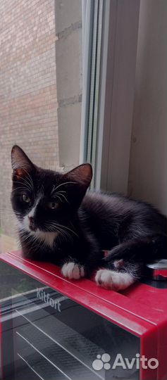 Милые котята ждут надежные и добрые руки