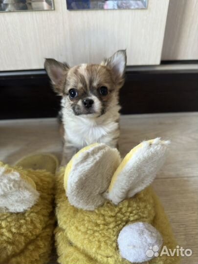 Щенок Чихуахуа