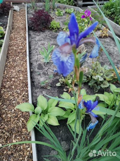 Ирисы разные