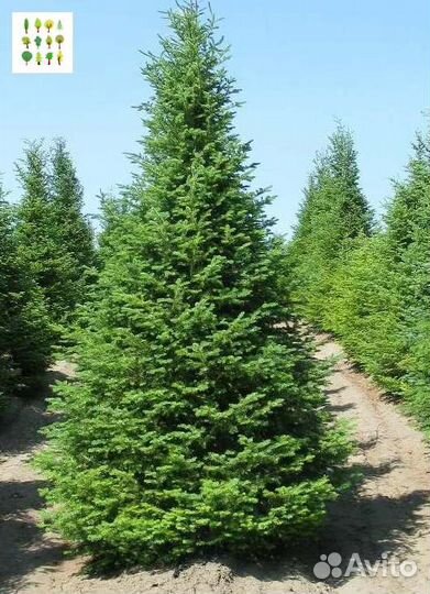 Саженцы ели