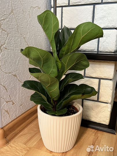 Фикус Лирата бамбино